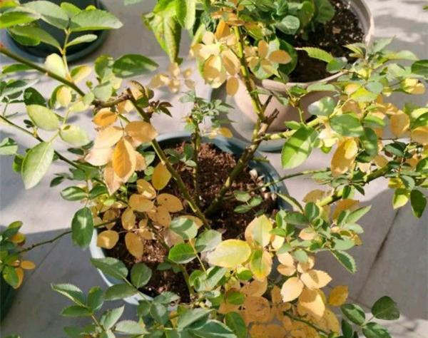 月季枝干從底部開始爛根和黃葉是什么原因?