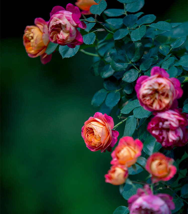 藤本月季怎么爬藤,讓藤本月季爬藤爬墻的方法技巧