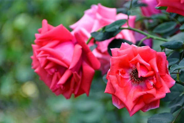 立春后怎么扦插月季,冬天怎么修剪月季