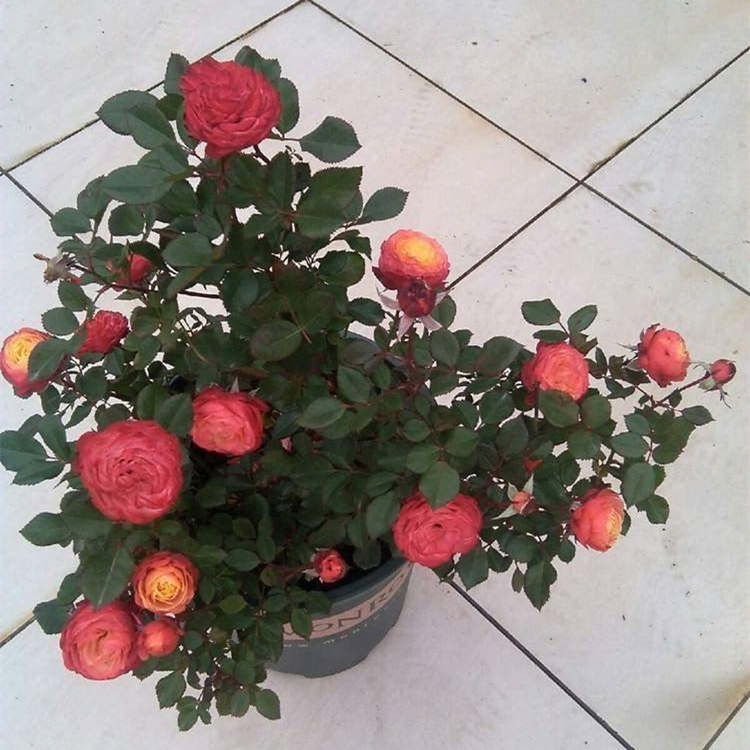 藤本月季和薔薇有哪些區(qū)別,藤本月季和薔薇怎么種植