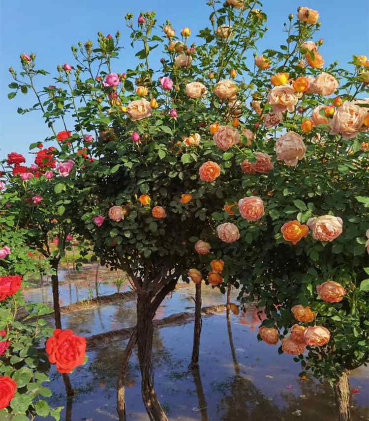 樹樁月季用的是什么砧木,月季嫁接的砧木