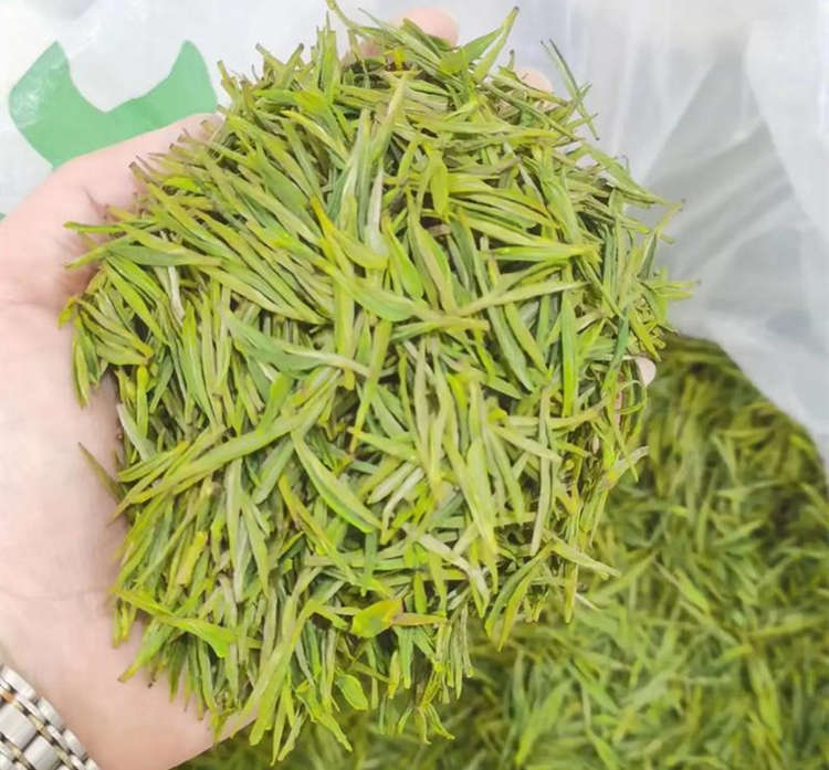 安吉白茶和福鼎白茶的功效一樣嗎,福鼎白茶好還是安吉白茶好喝