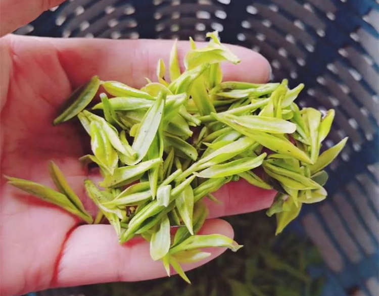 原產(chǎn)地安吉白茶采摘標(biāo)準(zhǔn)簡(jiǎn)介