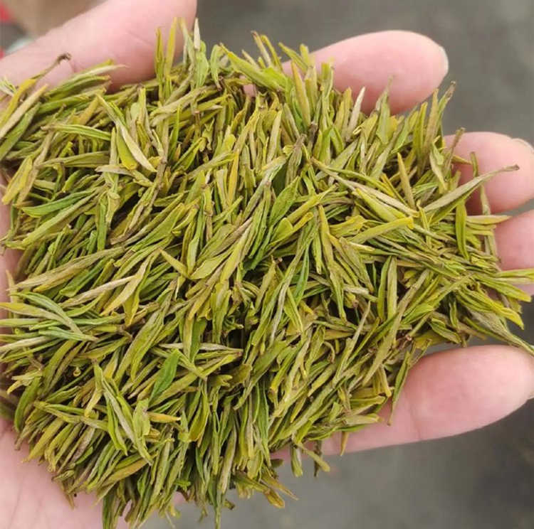 浙江安吉白茶是炒青嗎