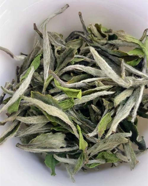 安吉白茶與福鼎白茶有哪些區(qū)別
