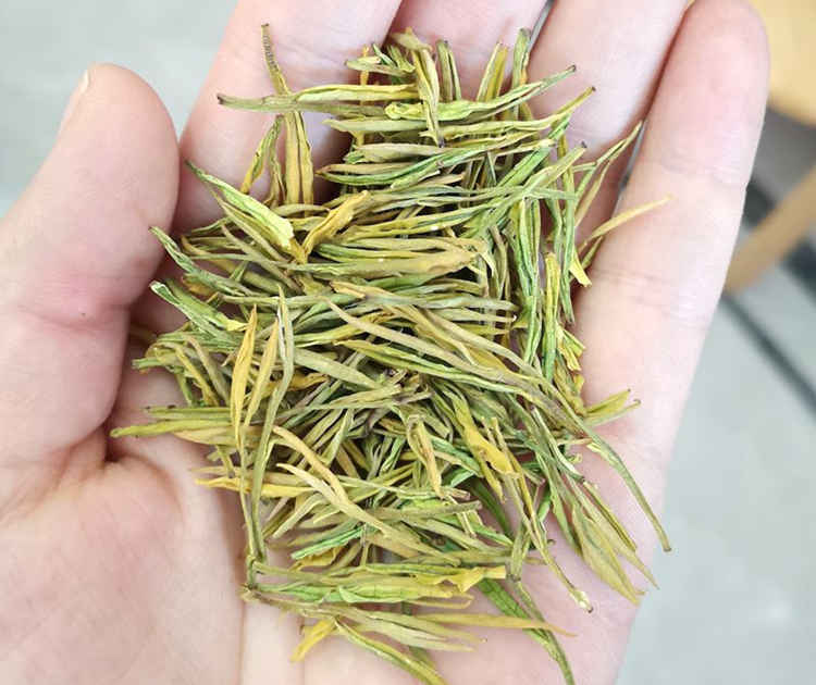 安吉奶白茶的簡介